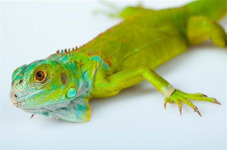 simsearch:400-04097465,k - A picture of iguana - small dragon, lizard, gecko Fotografie stock - Microstock e Abbonamento, Codice: 400-04667583