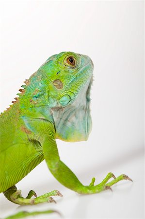 simsearch:400-04914866,k - A picture of iguana - small dragon, lizard, gecko Stock Photo - Budget Royalty-Free & Subscription, Code: 400-04667615