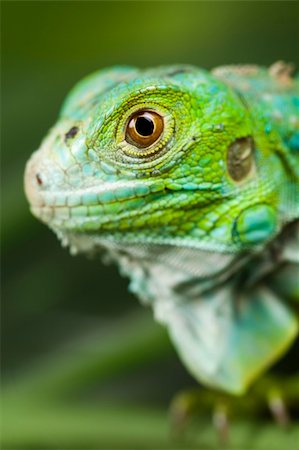 simsearch:400-04097465,k - A picture of iguana - small dragon, lizard, gecko Fotografie stock - Microstock e Abbonamento, Codice: 400-04667616