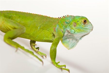 simsearch:400-04097465,k - A picture of iguana - small dragon, lizard, gecko Fotografie stock - Microstock e Abbonamento, Codice: 400-04667617