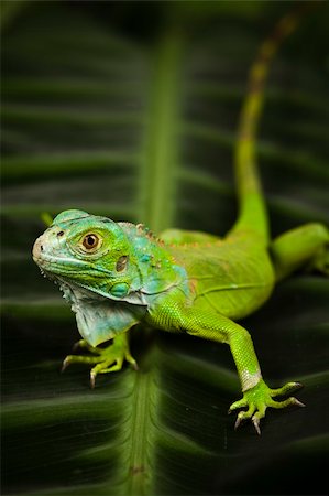 A picture of iguana - small dragon, lizard, gecko Stock Photo - Budget Royalty-Free & Subscription, Code: 400-04667624