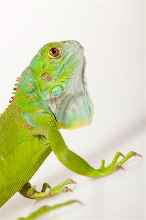 simsearch:400-04097465,k - A picture of iguana - small dragon, lizard, gecko Photographie de stock - Aubaine LD & Abonnement, Code: 400-04667625