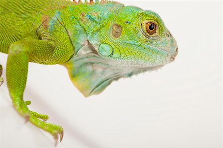 simsearch:400-04097465,k - A picture of iguana - small dragon, lizard, gecko Photographie de stock - Aubaine LD & Abonnement, Code: 400-04667627