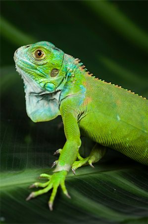 simsearch:400-04097465,k - A picture of iguana - small dragon, lizard, gecko Fotografie stock - Microstock e Abbonamento, Codice: 400-04667628