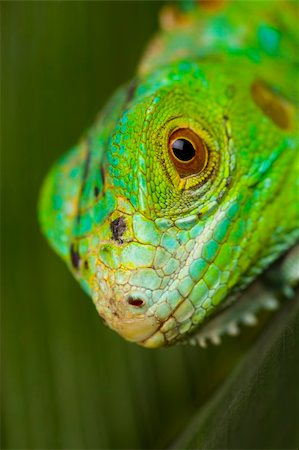 simsearch:400-04097465,k - A picture of iguana - small dragon, lizard, gecko Fotografie stock - Microstock e Abbonamento, Codice: 400-04667621