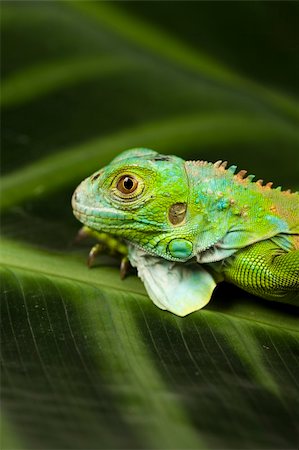 simsearch:400-04097465,k - A picture of iguana - small dragon, lizard, gecko Fotografie stock - Microstock e Abbonamento, Codice: 400-04667622