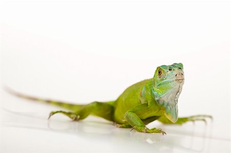 A picture of iguana - small dragon, lizard, gecko Stock Photo - Budget Royalty-Free & Subscription, Code: 400-04667623