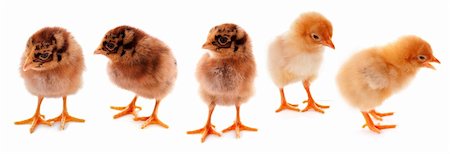 simsearch:400-08623351,k - A few baby chicks over a white background Foto de stock - Super Valor sin royalties y Suscripción, Código: 400-04667632