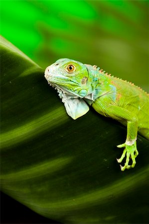 simsearch:400-04914866,k - A picture of iguana - small dragon, lizard, gecko Stock Photo - Budget Royalty-Free & Subscription, Code: 400-04667665