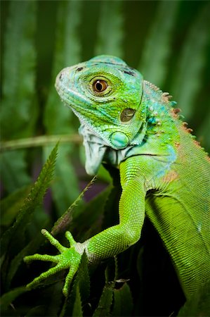 A picture of iguana - small dragon, lizard, gecko Stock Photo - Budget Royalty-Free & Subscription, Code: 400-04667667