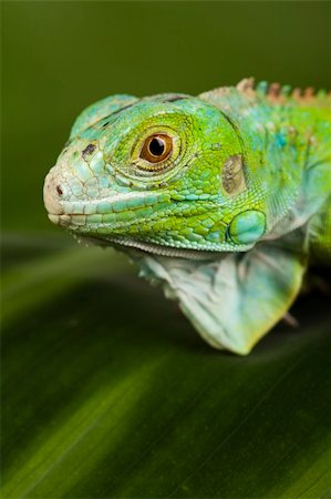 simsearch:400-04097465,k - A picture of iguana - small dragon, lizard, gecko Fotografie stock - Microstock e Abbonamento, Codice: 400-04667669