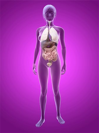 digestion female - 3d rendered illustration of a transparent female body Foto de stock - Super Valor sin royalties y Suscripción, Código: 400-04667677