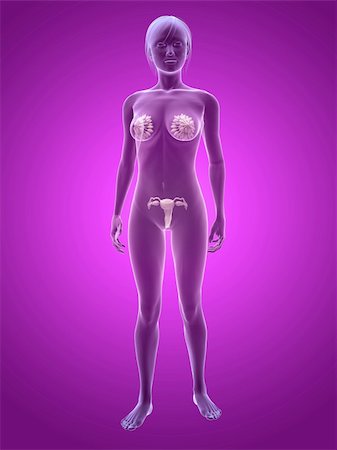 simsearch:400-04573090,k - 3d rendered illustration of transparent female body with highlighted mammary glands and uterus Stock Photo - Budget Royalty-Free & Subscription, Code: 400-04668142