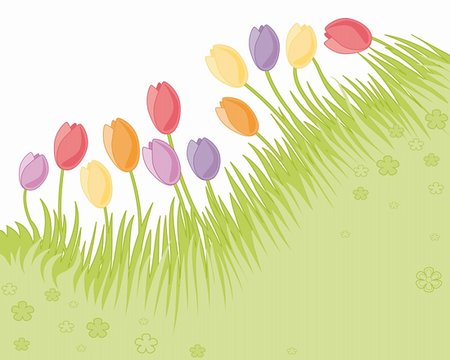 simsearch:400-06633565,k - Spring garden with tulips on a white background Fotografie stock - Microstock e Abbonamento, Codice: 400-04668356