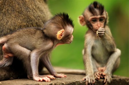 The childs of monkeys. Bali a zoo. Indonesia Stockbilder - Microstock & Abonnement, Bildnummer: 400-04668559