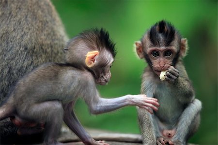 simsearch:400-08900065,k - The childs of monkeys. Bali a zoo. Indonesia Stockbilder - Microstock & Abonnement, Bildnummer: 400-04668563