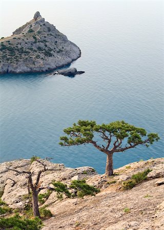 simsearch:400-09008675,k - pine tree on rock and sea with "Capchik" cape behind ("Novyj Svit" reserve, Crimea, Ukraine). Stock Photo - Budget Royalty-Free & Subscription, Code: 400-04669570