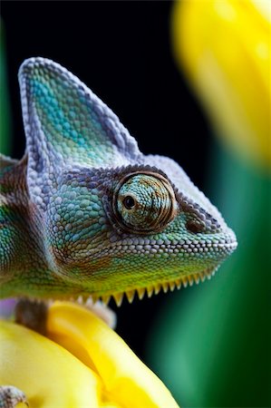 Chameleons belong to one of the best known lizard families. Stock Photo - Budget Royalty-Free & Subscription, Code: 400-04669701