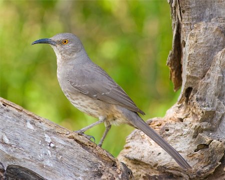 simsearch:400-07292745,k - Curve-billed Thrasher (Toxostoma curvirostre) perched on a tree branch in west central Texas. Stock Photo - Budget Royalty-Free & Subscription, Code: 400-04669848