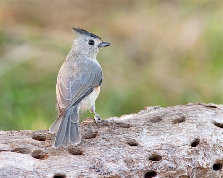 simsearch:400-07292745,k - Black-crested Titmouse (Baeolophus atricristatus) perched on a tree branch in west central Texas. Stock Photo - Budget Royalty-Free & Subscription, Code: 400-04669849