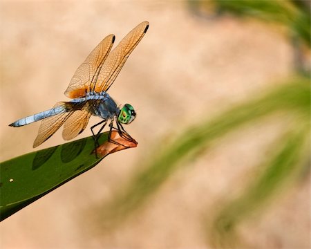 A male Blue Dasher dragonfly (Pachydiplax longipennis) perched on vegetation in west central Texas. Stock Photo - Budget Royalty-Free & Subscription, Code: 400-04669856