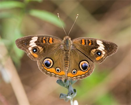 A Common Buckeye butterfly (Junonia coenia) perched on vegetation in west central Texas. Stock Photo - Budget Royalty-Free & Subscription, Code: 400-04669857