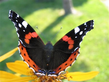 simsearch:633-01992613,k - Red admiral butterfly (Vanessa Atalanta) on yellow flower Photographie de stock - Aubaine LD & Abonnement, Code: 400-04660195