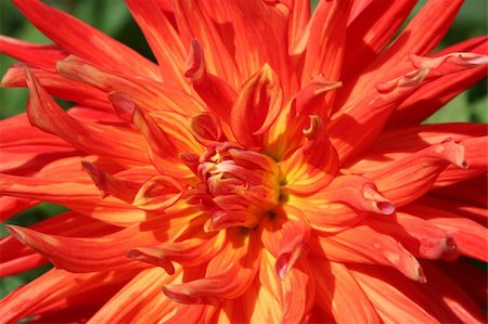 simsearch:400-04031781,k - Close-up of multi colored red and orange dahlia Stock Photo - Budget Royalty-Free & Subscription, Code: 400-04660197