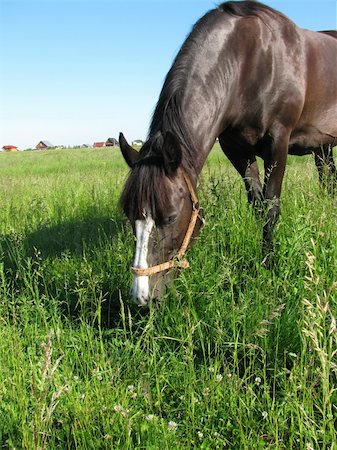 simsearch:400-05748585,k - Horse grazing on a meadow Foto de stock - Super Valor sin royalties y Suscripción, Código: 400-04660192