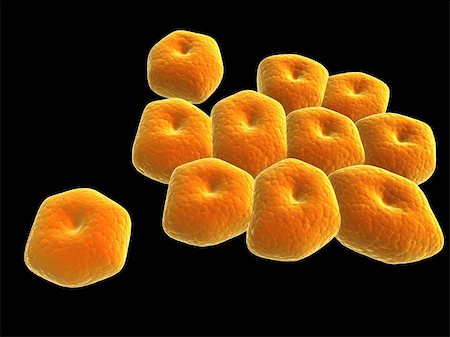 3d rendered close up of isolated acinetobacter bacteria Stock Photo - Budget Royalty-Free & Subscription, Code: 400-04660206