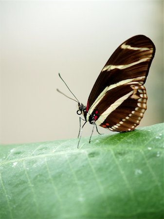 butterfly sitting on the leaves Stock Photo - Budget Royalty-Free & Subscription, Code: 400-04660342
