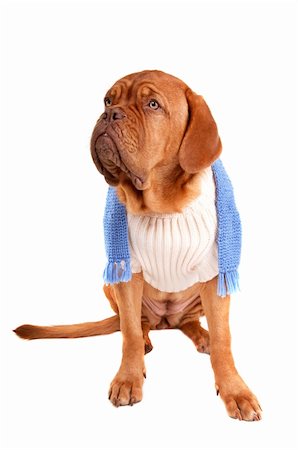 a puppy dressed and ready for the cold winter days Stockbilder - Microstock & Abonnement, Bildnummer: 400-04660569