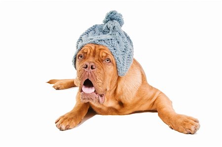 French Mastiff lying down wearing a fuzzy hat isolated on white Stockbilder - Microstock & Abonnement, Bildnummer: 400-04660570