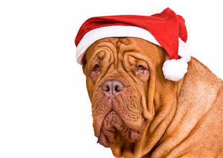 Serious Big Dog in Santa Hat Stockbilder - Microstock & Abonnement, Bildnummer: 400-04660582