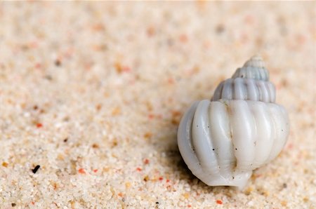 a beautiful little white sea shell in the sand Stockbilder - Microstock & Abonnement, Bildnummer: 400-04661034
