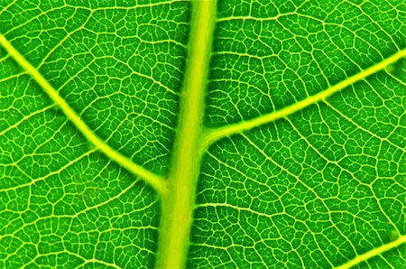 a closeup or macro shot of a green leaf background texture Stockbilder - Microstock & Abonnement, Bildnummer: 400-04661035