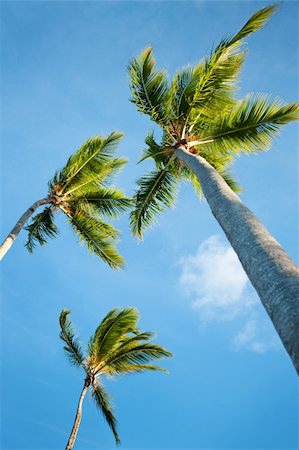 simsearch:400-08774047,k - Coconut palms under blue Caribbean sky on summer day Stock Photo - Budget Royalty-Free & Subscription, Code: 400-04661109