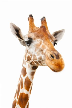 simsearch:400-08628372,k - Closeup portrait of giraffe over white background with focus on eyes Foto de stock - Super Valor sin royalties y Suscripción, Código: 400-04661113