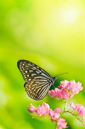 simsearch:400-07674888,k - Butterfly feeding on a Flower Fotografie stock - Microstock e Abbonamento, Codice: 400-04661131