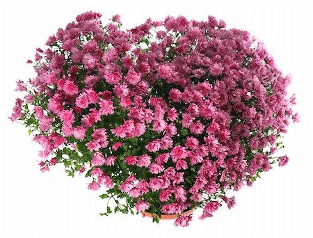 simsearch:400-04576781,k - Potted magenta chrysanthemums bush in heart shape (with dew, isolated on white background) Photographie de stock - Aubaine LD & Abonnement, Code: 400-04661409