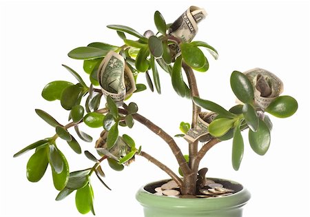 Potted home plant Crassula with dollar bills in flower form isolated on white. This plant is known to be a great wealth luck feng-shui symbol (or dollar tree) Stock Photo - Budget Royalty-Free & Subscription, Code: 400-04661410