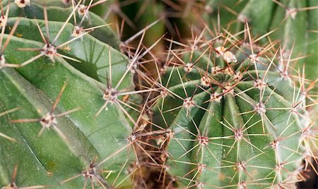 Part of thorny potted home Barrel cactus plant. Photographie de stock - Aubaine LD & Abonnement, Code: 400-04661411