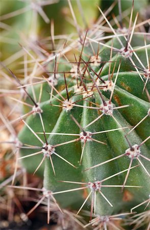 Part of thorny potted home Barrel cactus plant. Photographie de stock - Aubaine LD & Abonnement, Code: 400-04661412