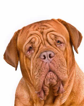 Seroius Portrait of Dogue De Bordeaux Stock Photo - Budget Royalty-Free & Subscription, Code: 400-04662450
