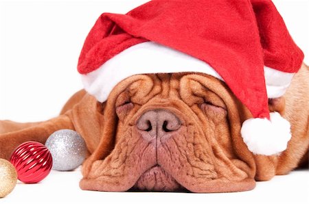 simsearch:400-05742476,k - Asleep dogue de bordeaux waiting for Christmas with Christmas decorations Photographie de stock - Aubaine LD & Abonnement, Code: 400-04662451