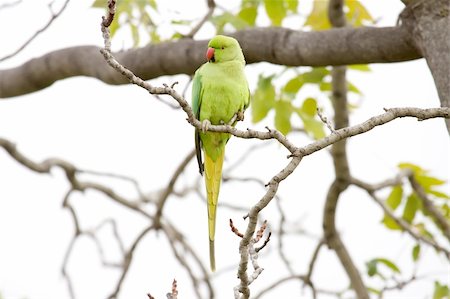 perruche - A Rose-ringed Parakeet (Psittacula krameri) while standing on a small branch of a tree Photographie de stock - Aubaine LD & Abonnement, Code: 400-04662751