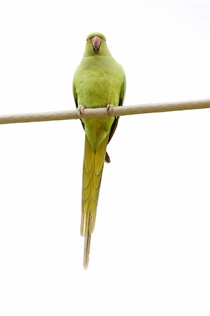 perruche - A Rose-ringed Parakeet (Psittacula krameri) while standing on a cable Photographie de stock - Aubaine LD & Abonnement, Code: 400-04662752