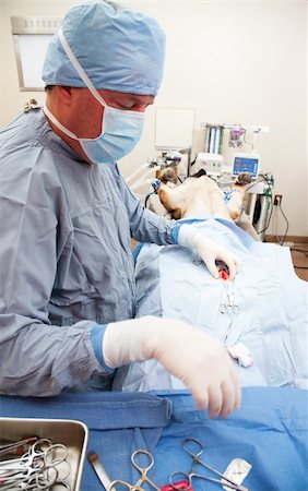 Veterniarian performing sterilization operation on large dog Stock Photo - Budget Royalty-Free & Subscription, Code: 400-04663023