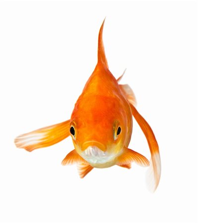 simsearch:400-04699407,k - closeup of a goldfish isolated on white background Stockbilder - Microstock & Abonnement, Bildnummer: 400-04663226