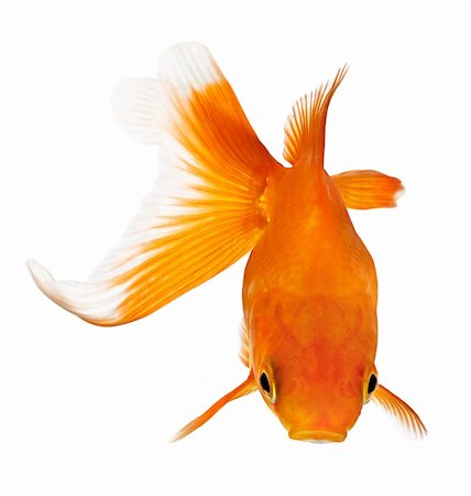 simsearch:400-04699407,k - closeup of a goldfish isolated on white background Stock Photo - Budget Royalty-Free & Subscription, Code: 400-04663227